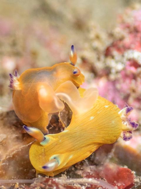 コミドリリュウグウウミウシ
