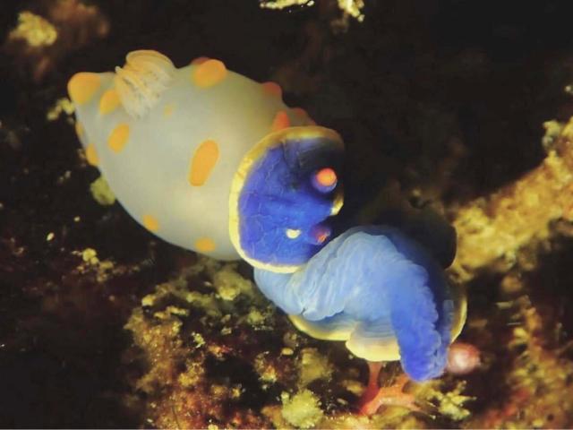 キイボキヌハダウミウシ