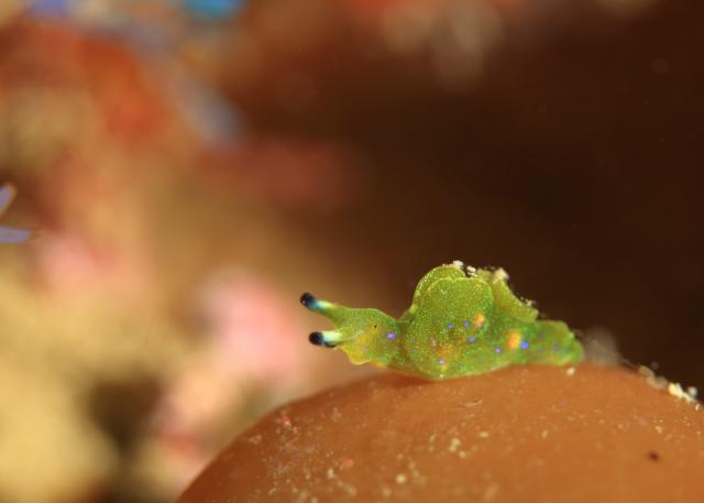 アオボシミドリガイ