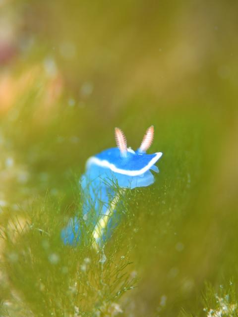 今日も大時化・・・江の浦へ　綺麗でした！