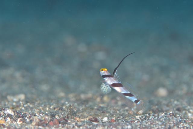 今日も大時化・・・江の浦へ　綺麗でした！