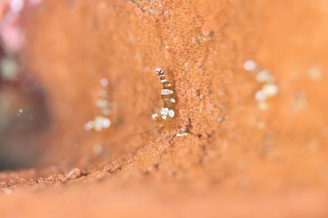 今日も大時化・・・江の浦へ　綺麗でした！