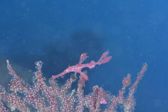 今日も大時化・・・江の浦へ　綺麗でした！
