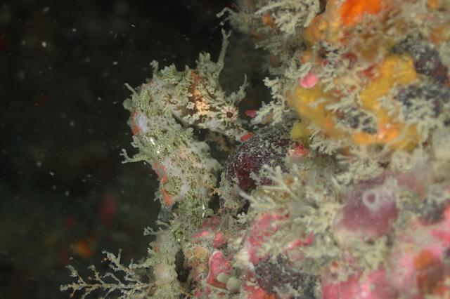 透視度が・・・やばいです。