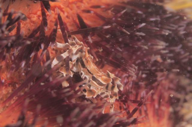 透視度が・・・やばいです。