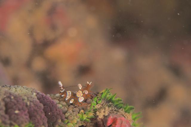 透視度が・・・やばいです。