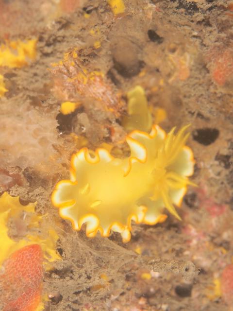 透視度が・・・やばいです。