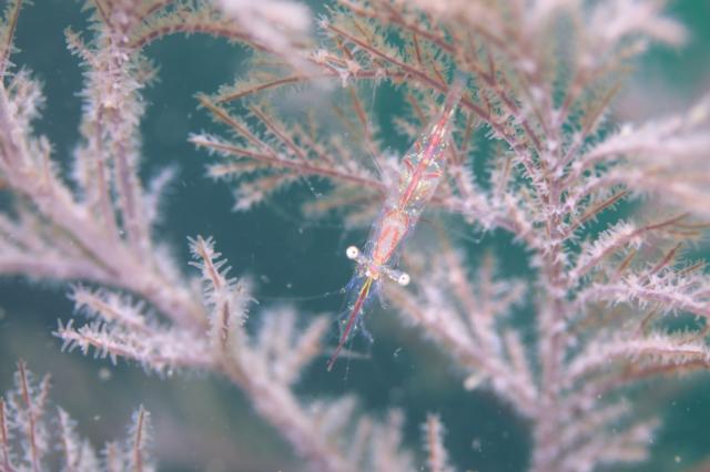 透視度が・・・やばいです。