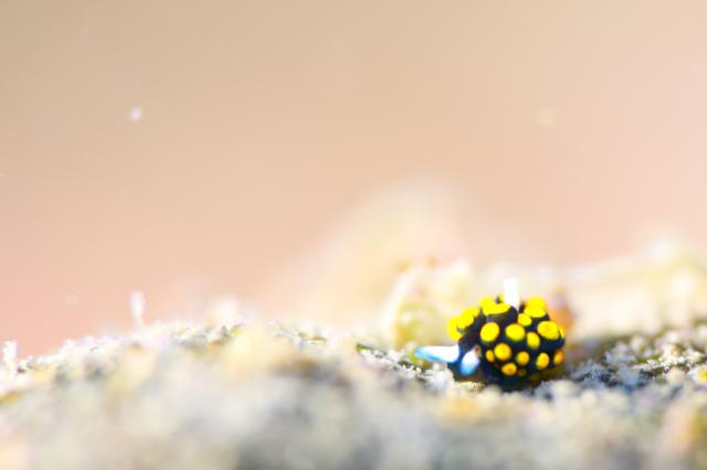 透視度が・・・やばいです。