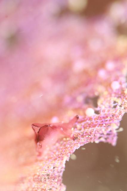 透視度が・・・やばいです。