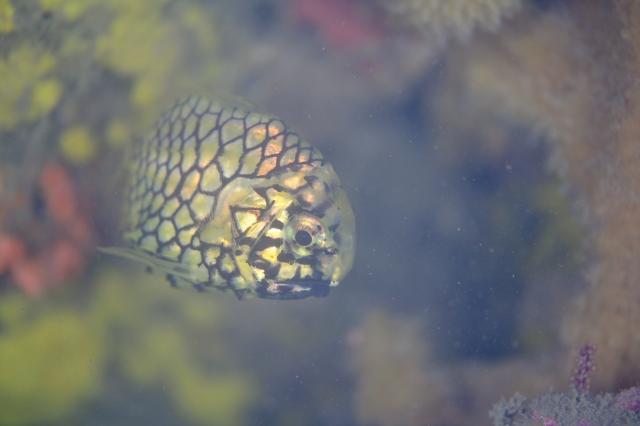 透視度が・・・やばいです。