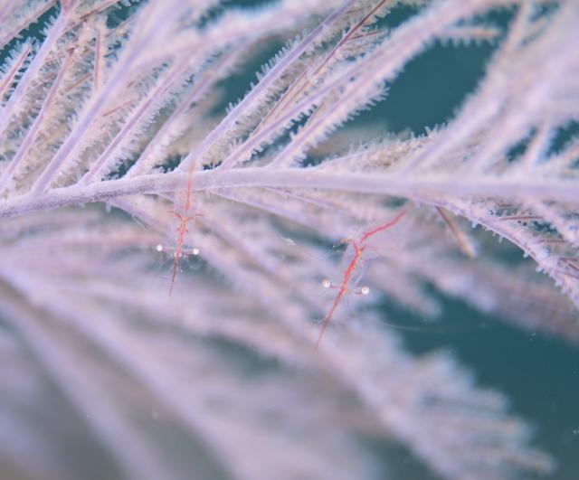 透視度が・・・やばいです。