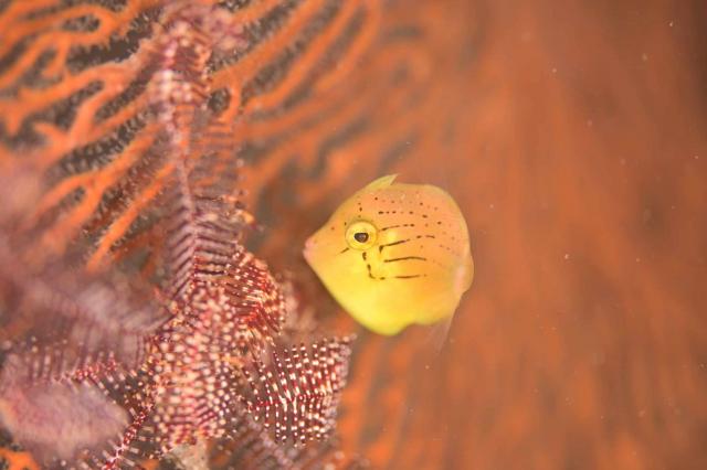 透視度が・・・やばいです。