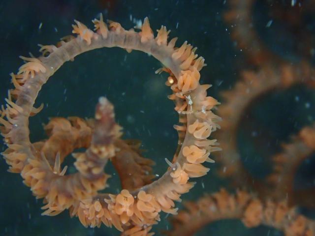 透視度が・・・やばいです。