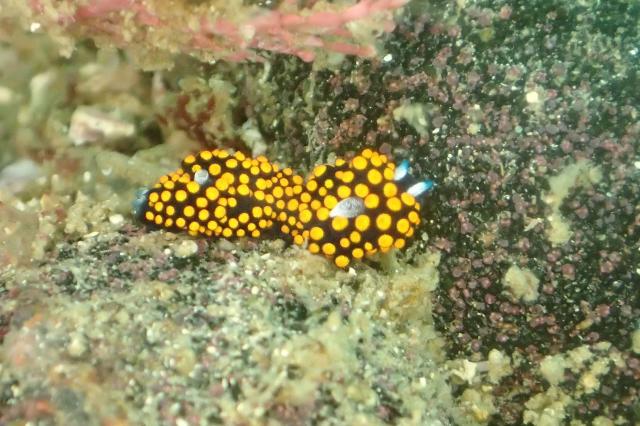 うねってました・・・ダンゴウオ1匹・・・