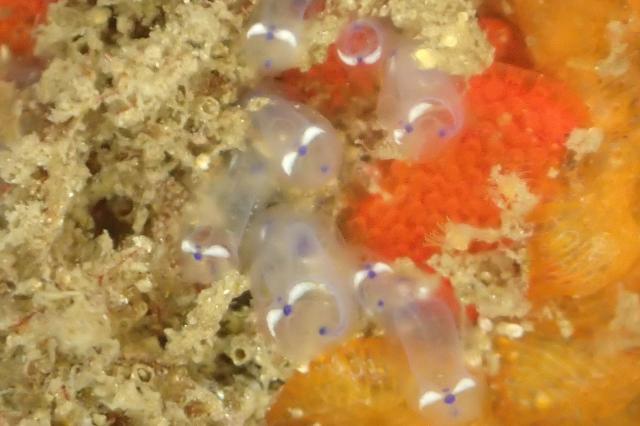 うねってました・・・ダンゴウオ1匹・・・