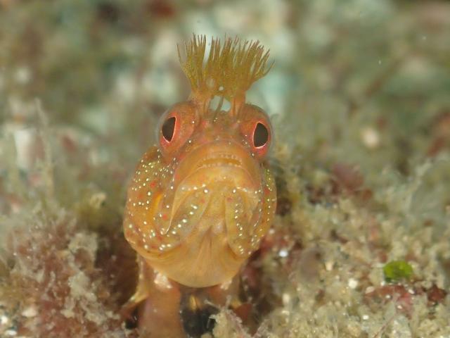 うねってました・・・ダンゴウオ1匹・・・