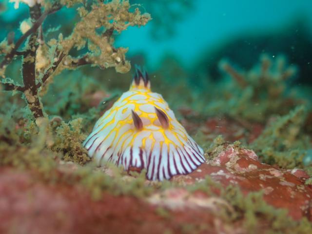 うねってました・・・ダンゴウオ1匹・・・