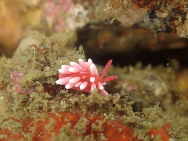 うねってました・・・ダンゴウオ1匹・・・