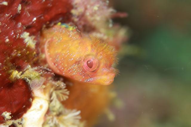 潮の満ち引きで透視度が大幅に変化！