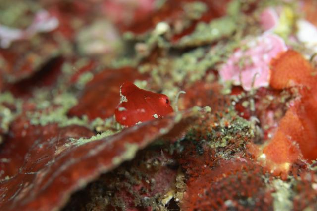 潮の満ち引きで透視度が大幅に変化！