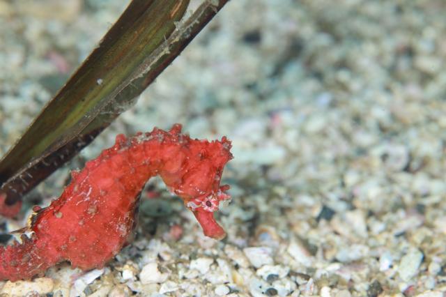 潮の満ち引きで透視度が大幅に変化！