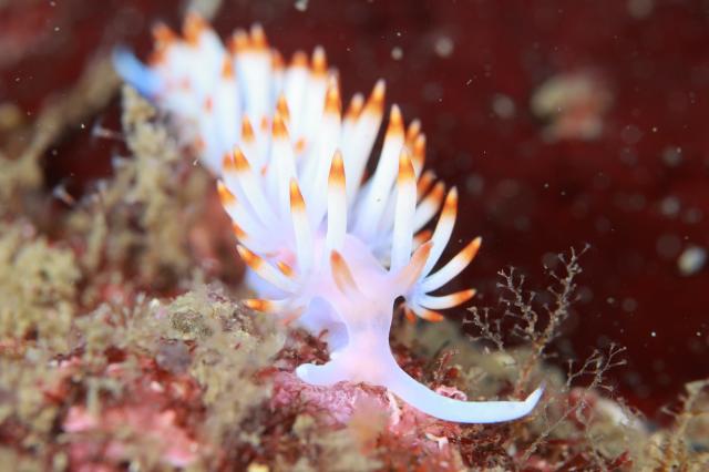 潮の満ち引きで透視度が大幅に変化！