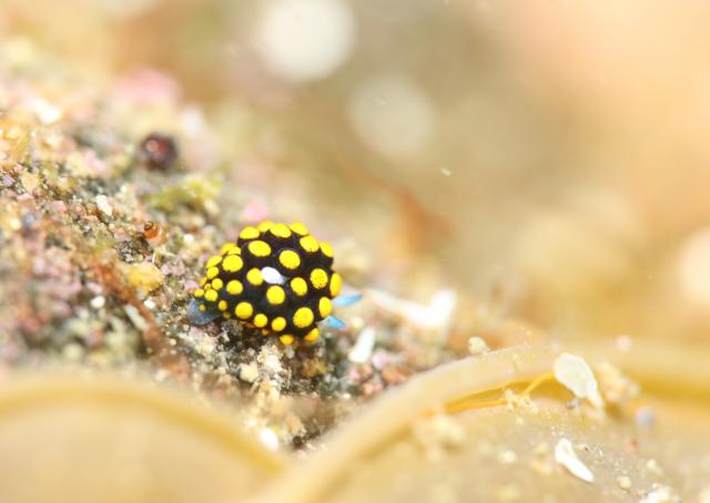 潮の満ち引きで透視度が大幅に変化！