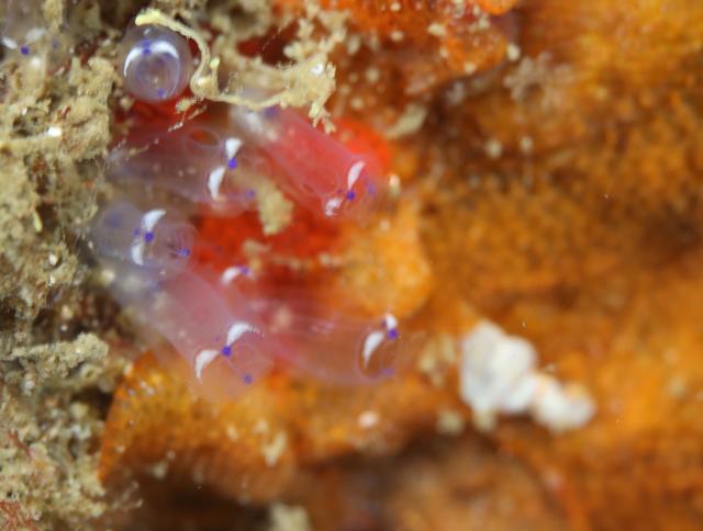 潮の満ち引きで透視度が大幅に変化！