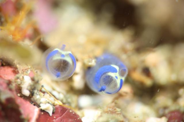 潮の満ち引きで透視度が大幅に変化！