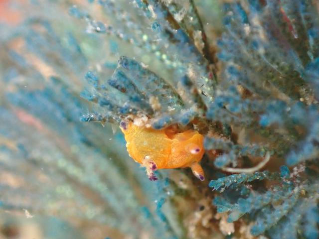 まん丸ダンゴウオ！