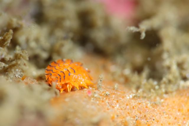 まん丸ダンゴウオ！