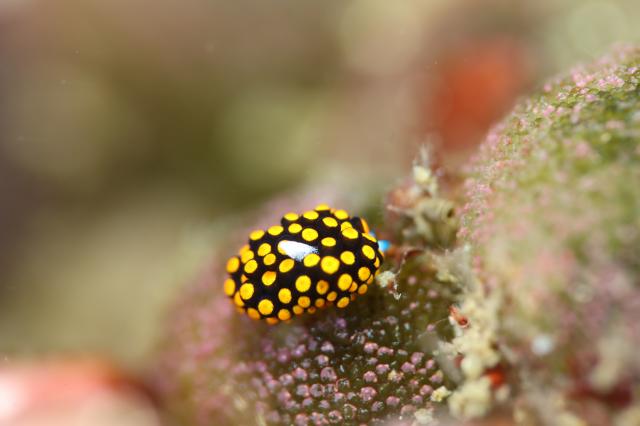 まん丸ダンゴウオ！