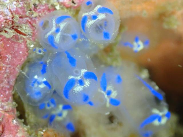 まん丸ダンゴウオ！