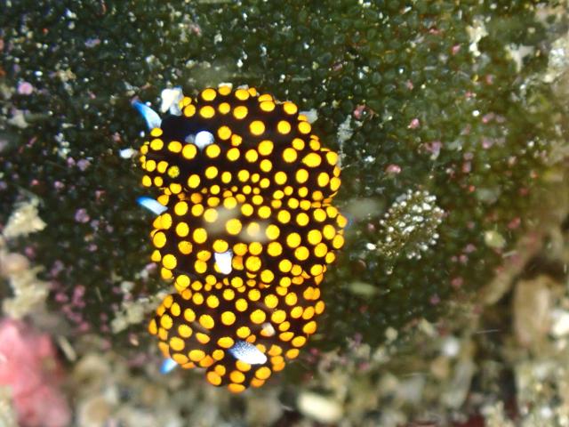 まん丸ダンゴウオ！