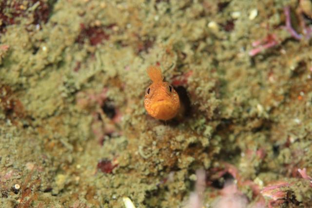 雨降ってましたが、海は凪！