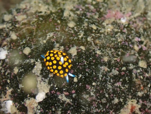雨降ってましたが、海は凪！