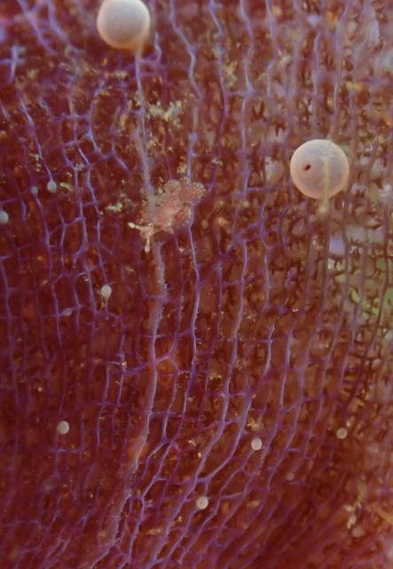 雨降ってましたが、海は凪！