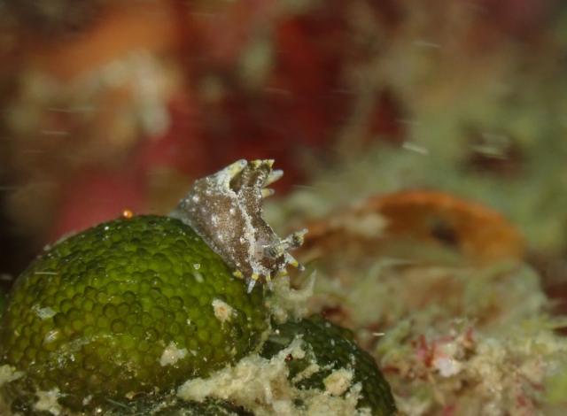 雨降ってましたが、海は凪！