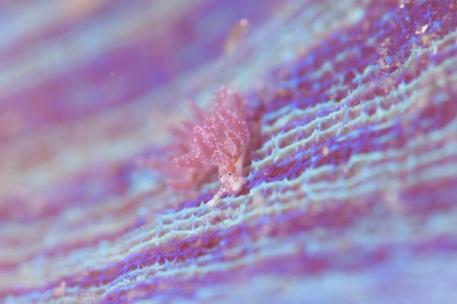 雨降ってましたが、海は凪！