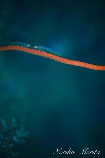 ガッツリ潜り込んできました〜！！