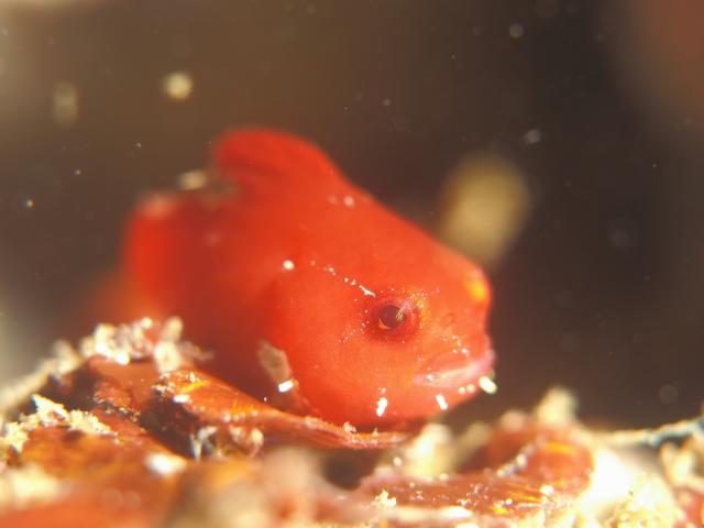 ダンゴ３個体に！