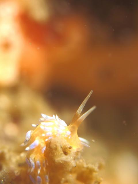 ダンゴ３個体に！