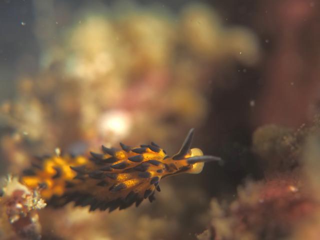 ダンゴ３個体に！