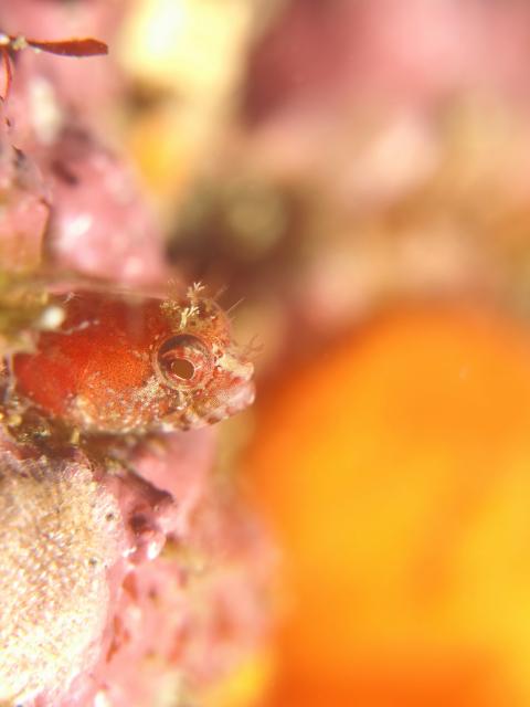 ダンゴ３個体に！