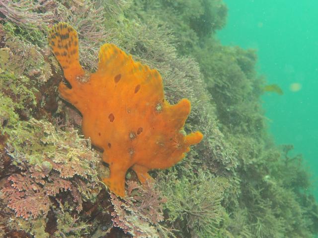 よく泳ぎました！