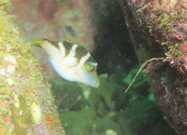 よく泳ぎました！