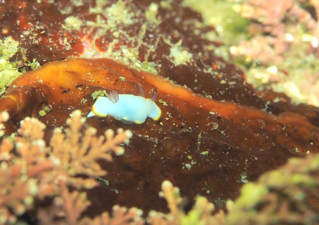 よく泳ぎました！