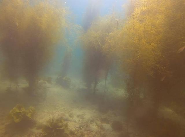 ビーチの海藻モリモリ！