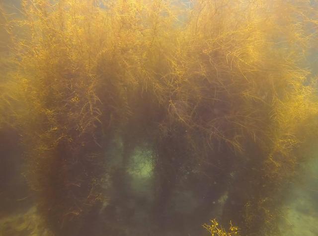 ビーチの海藻モリモリ！